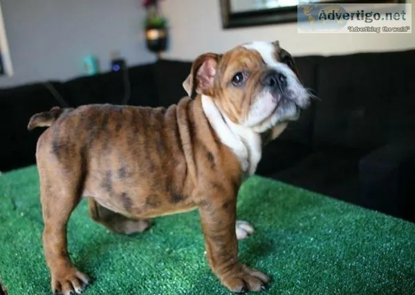 English Bulldogs