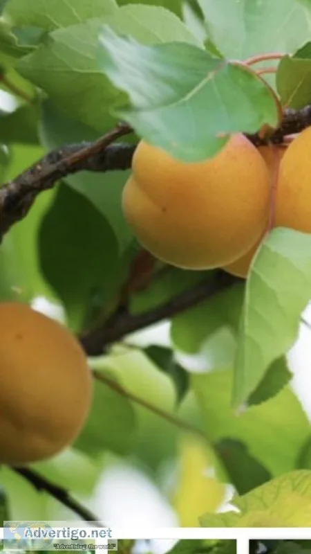 Ripe Apricots Pick your own