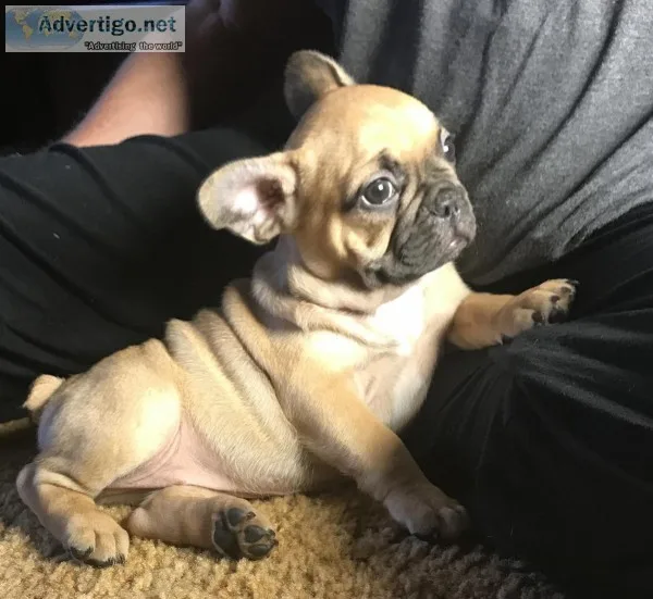 AKC French bulldog puppies