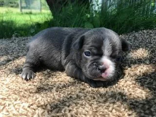 Binky Female Frenchton