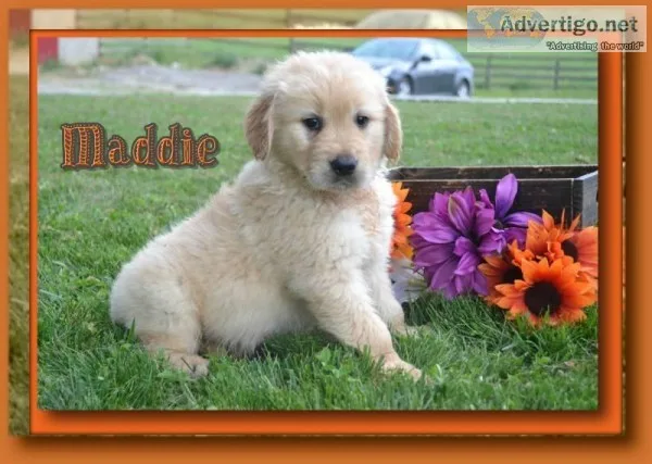 Maddie Female AKC Golden Retriever