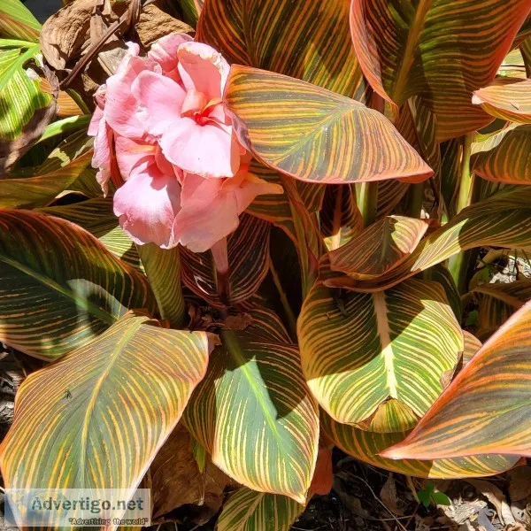 Plants