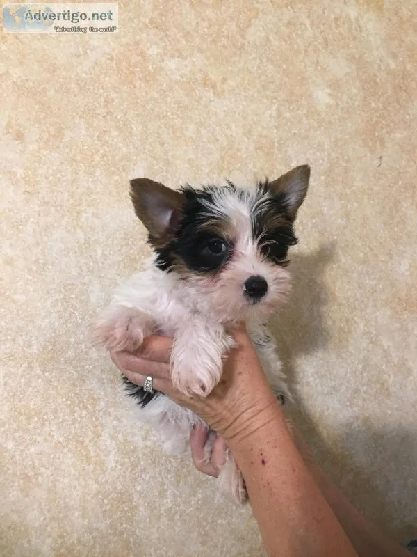 AKC Yorkie Puppies
