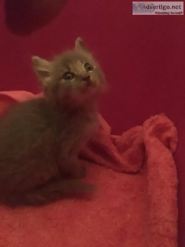Gray kitten