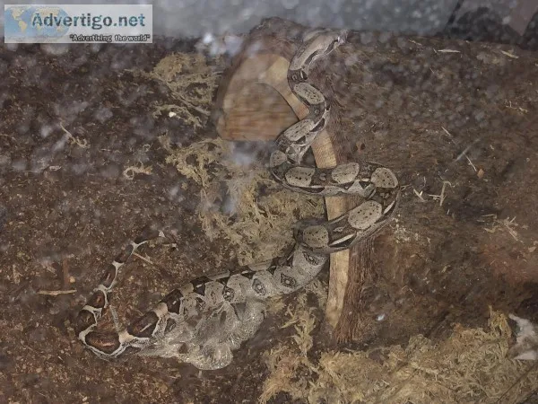 Columbian Red Tail Boa