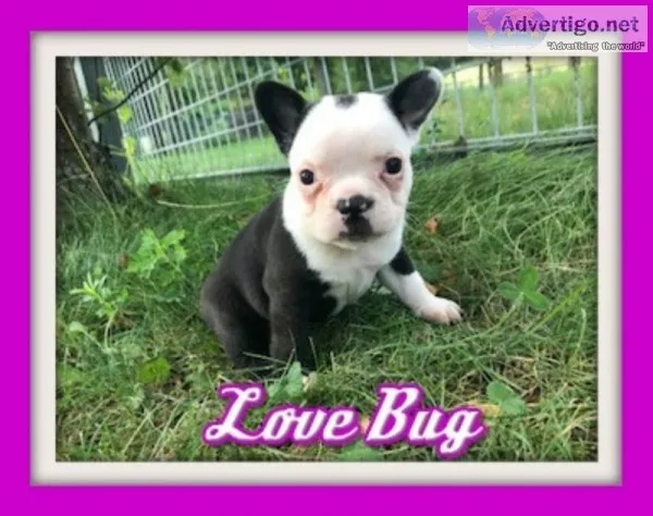 Love Bug Female Frenchton