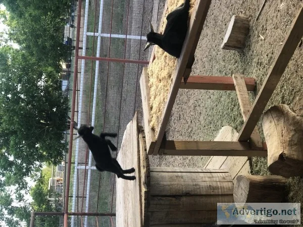 Pygmy Goats For Sale