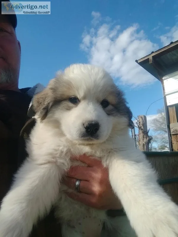 Great Pyrenees