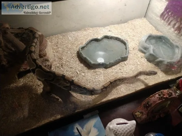 Alloy ball python