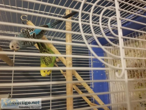4 birds with cages