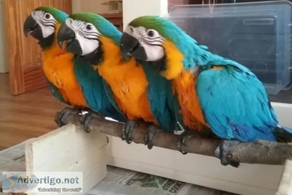  ready Macaw Blue and Gold