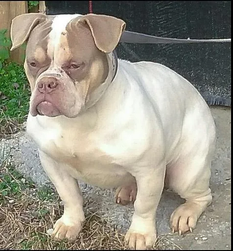 Lilac Tri female