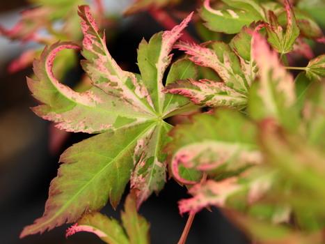 Affordable new variety of fir plants at Conifer Kingdom