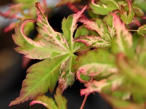 Affordable new variety of fir plants at Conifer Kingdom