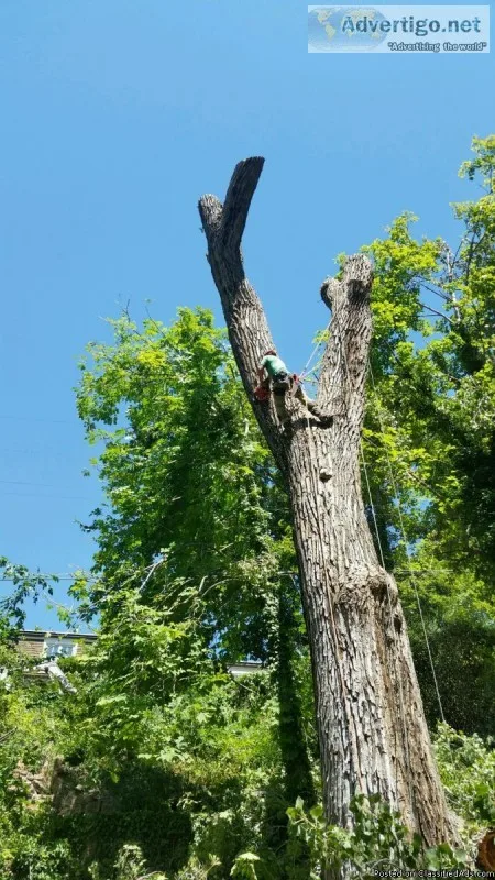 Aspen Tree Experts
