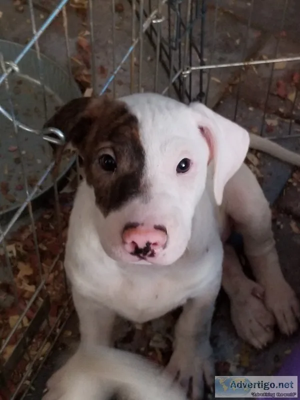 Puppies
