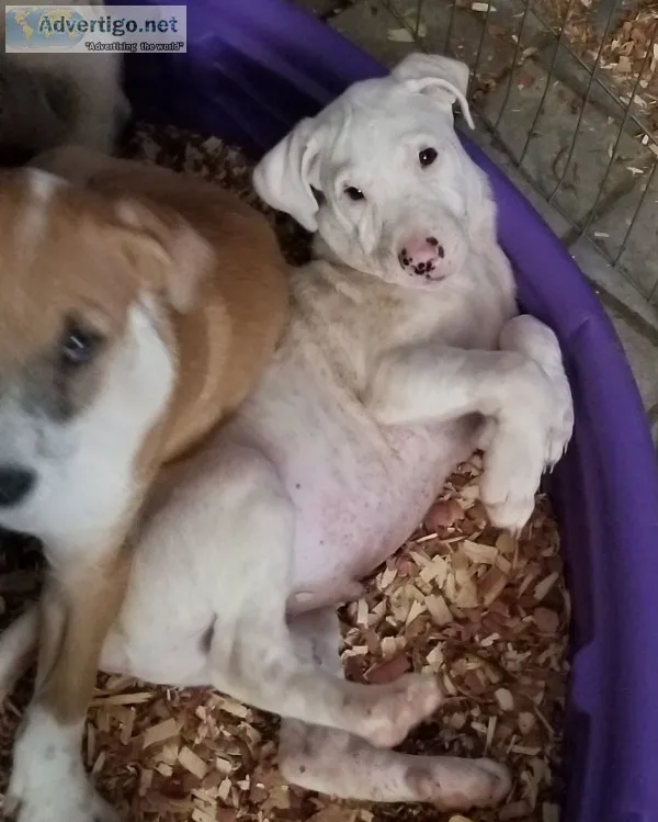 Puppies