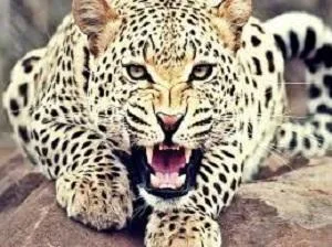 jhalana panther safari