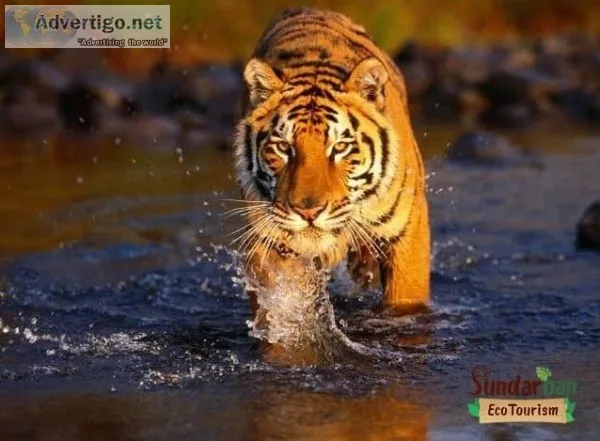 Sundarban Tour Package for 3 Days 2 Nights From Kolkata  Sundarb