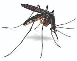 MOSQUITO CONTROL
