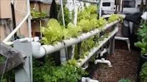 New Age Veggie Gardens