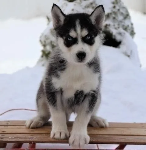 Purebred siberian husky pups