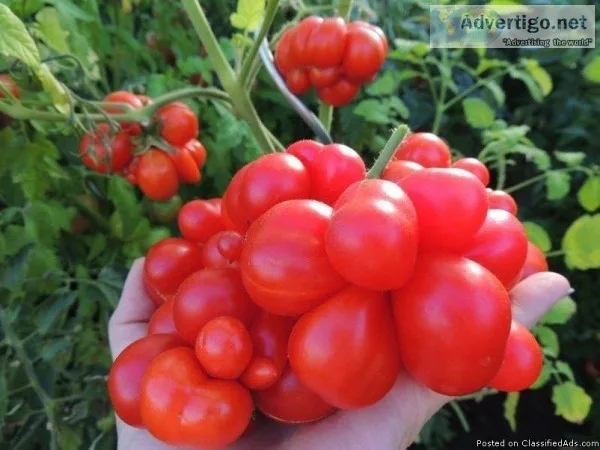Unusual Heirloom Vegetable and Plant Seeds