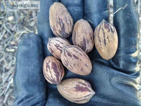 Pecans