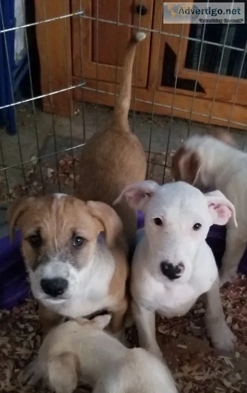 Puppies