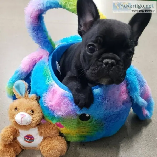 Ready Friday French Bulldog Puppies