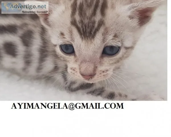 cute bengal kitten