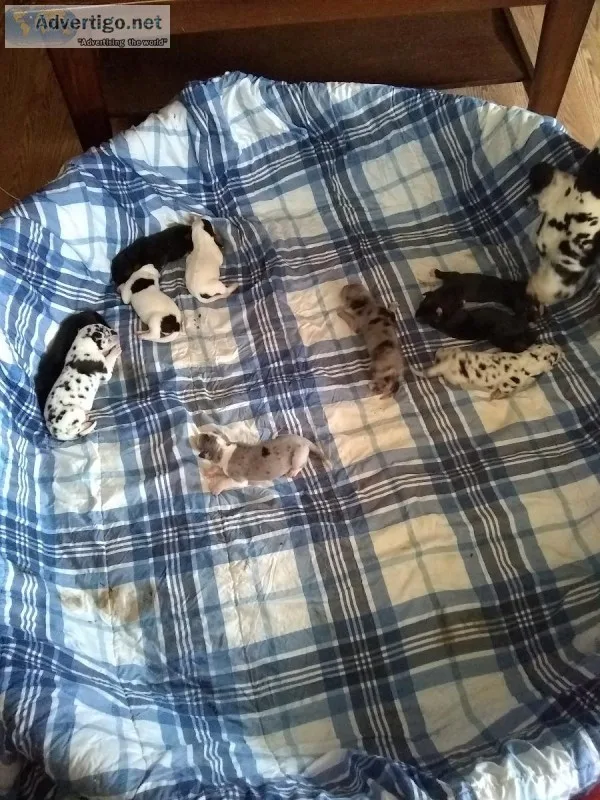 AKC Great Dane Puppies