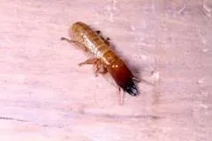 ANTI - TERMITE TREATMENT