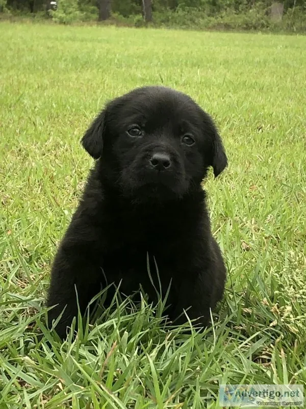 Akc black male puppy