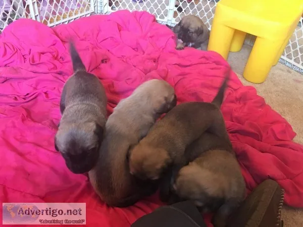 English Mastiff pups