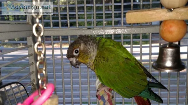 Conure