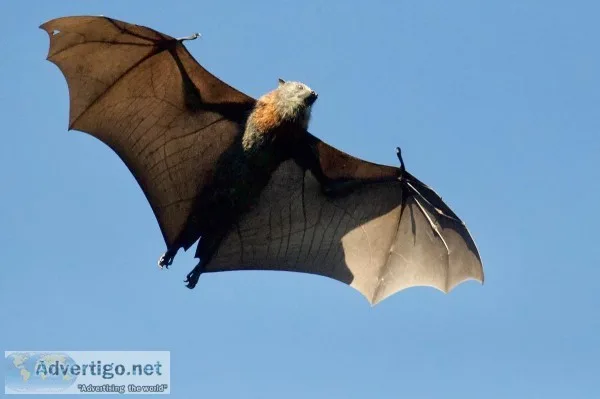 AAAC Wildlife Bat Removal Houston Service.