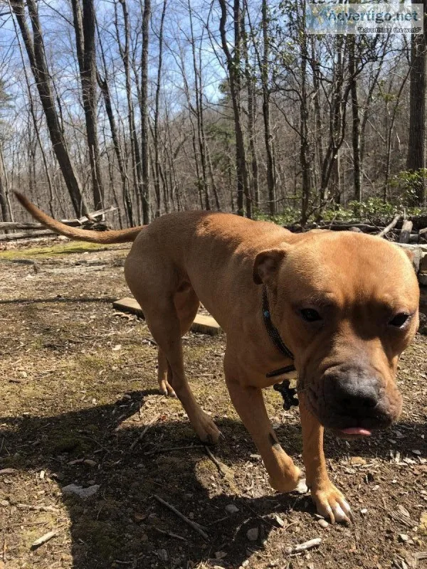 Rescue puppy for rehome