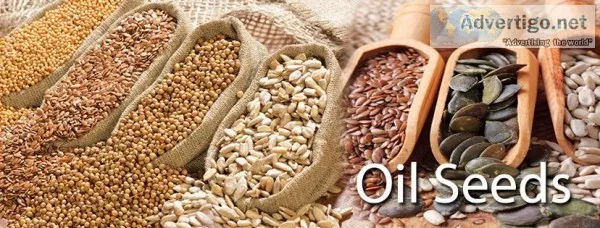 Oil Seeds Exporters