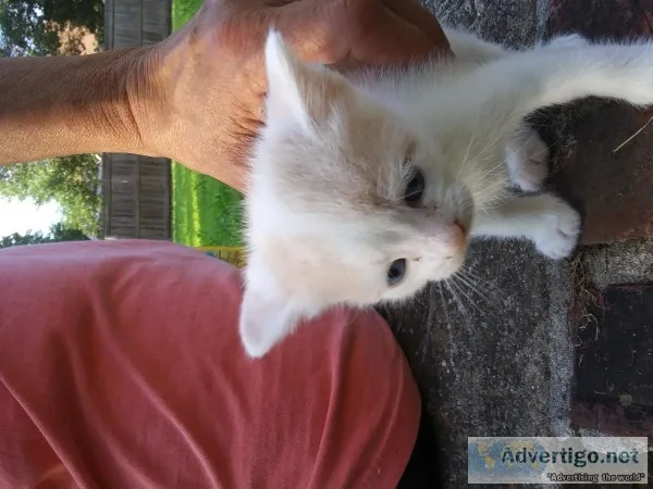 Free kittens. Calico..orange have real blue eyes and green