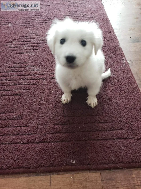 Great Pryenees Puppy