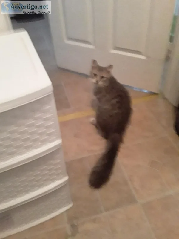 Sweet Ragdoll Mix Gal needs a Furever Home.