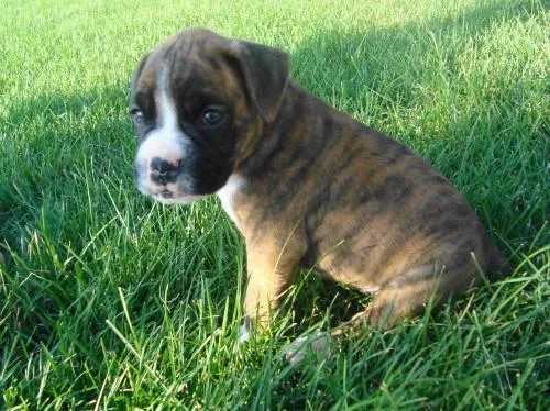 boxer puppy