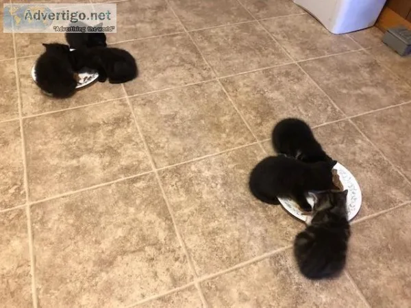 KITTENS