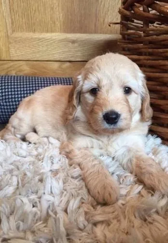 golden retriever puppy