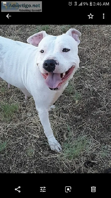Loving pit in need of a good home asap.