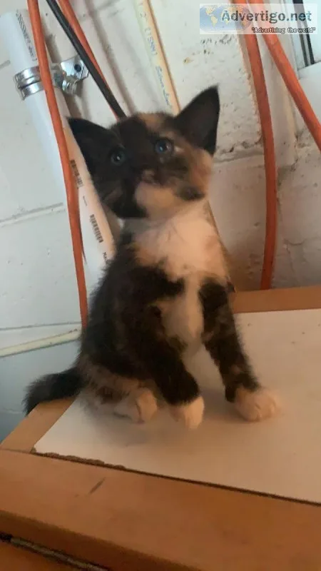 Kittens 8 weeks old