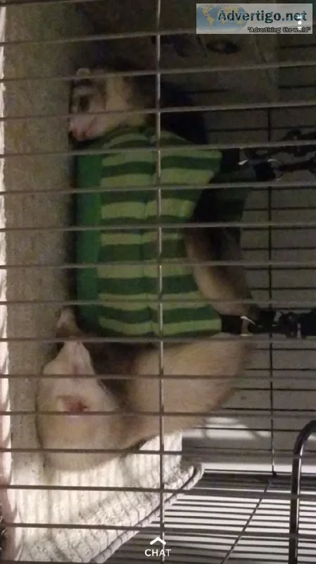 Ferrets or hedgehog