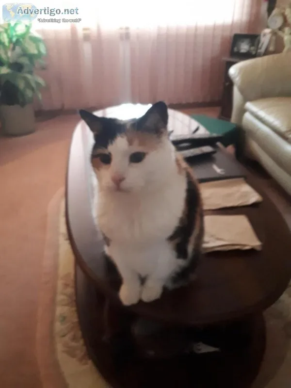 FREE Senior Cats Looking For New Home