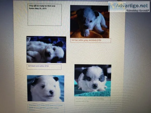 Happy small breed puppies for sale
